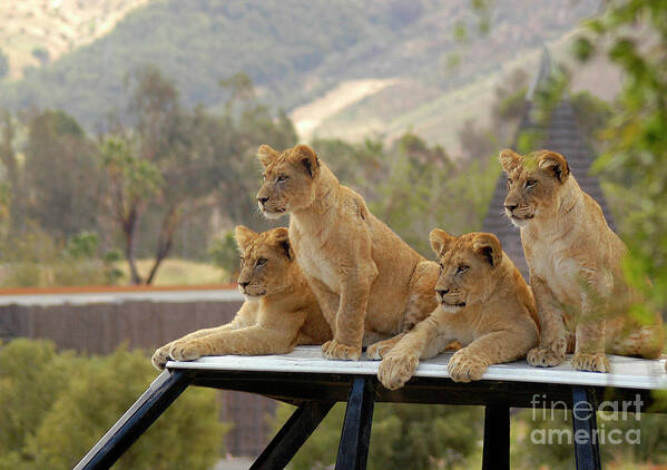 Cub Art Print featuring the photograph Lion cubs waiting for mom and dad to get back. by Gunther Allen