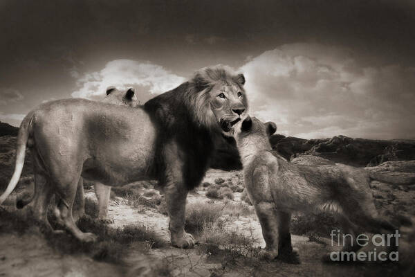 Lions Art Print featuring the photograph Lion family by Christine Sponchia