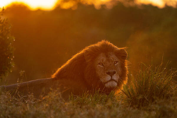 Lion Art Print featuring the photograph Lion In Sunrise by Daniel Katz