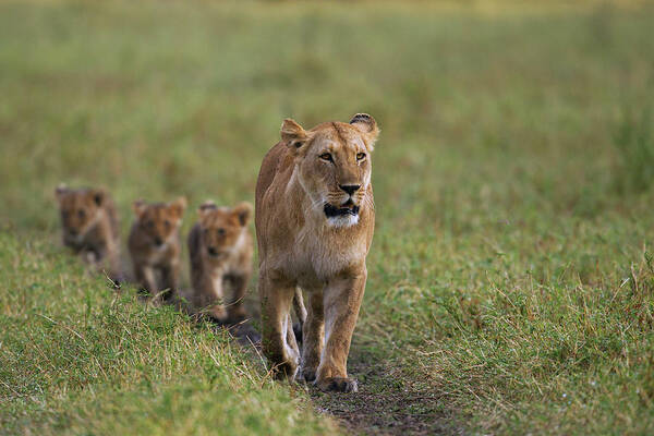 Kenya Art Print featuring the photograph Lioness Walking With Cubs Aged 3-6 by Anup Shah