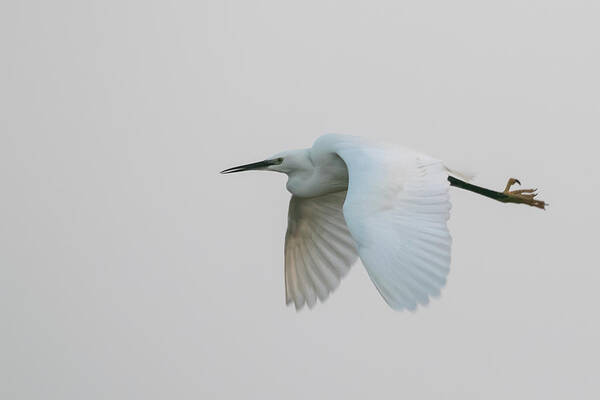 Flyladyphotographybywendycooper Art Print featuring the photograph Little Egret evening Flght by Wendy Cooper