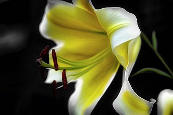 Lily Art Print featuring the digital art Living in the Dark by Renette Coachman