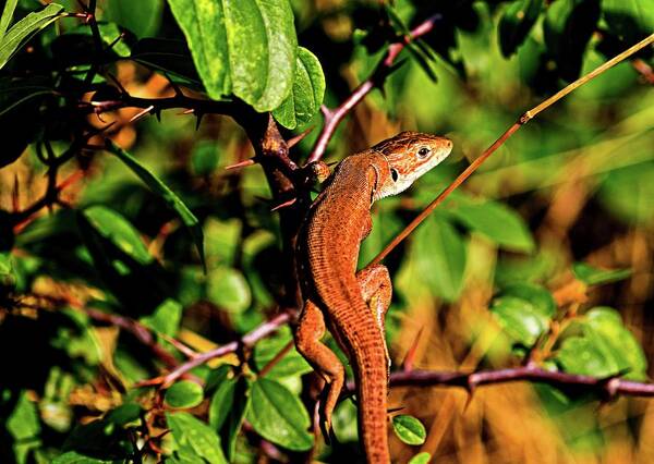 Lizard Art Print featuring the photograph Lizard in the forest by Martin Smith