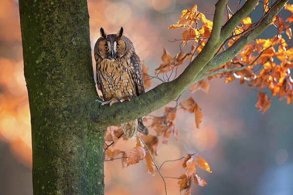 Owl Art Print featuring the photograph Long-eared Owl by Milan Zygmunt