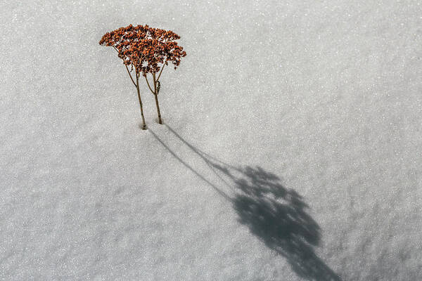 Sedum Art Print featuring the photograph Long Shadow of Winter by Pheasant Run Gallery