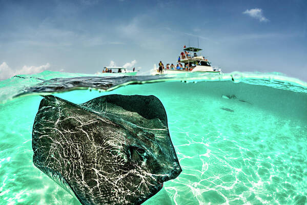 Underwater Art Print featuring the photograph Looking For Stingrays by Extreme-photographer