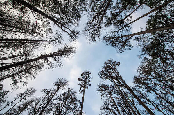 Nature Art Print featuring the photograph Looking Up by Joe Leone