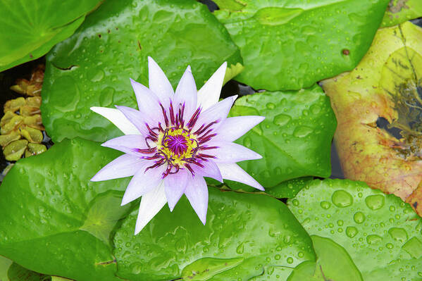 Estock Art Print featuring the digital art Lotus Flower by Bruno Morandi