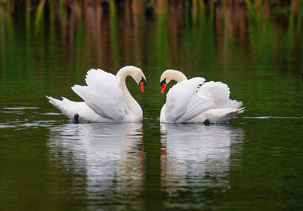 Standing Water Art Print featuring the photograph Love Birds by Colin Carter Photography