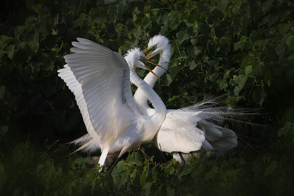 Bird Art Print featuring the photograph Love Is In The Air! by Phillip Chang