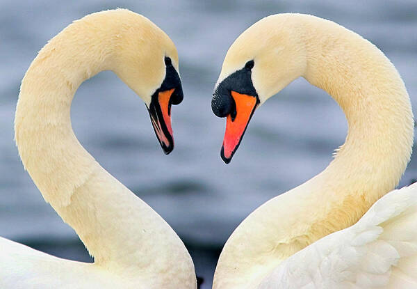 Animal Themes Art Print featuring the photograph Love Swans by Darren Stone