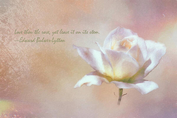 Linda Brody Art Print featuring the digital art Love Thou the Rose by Linda Brody