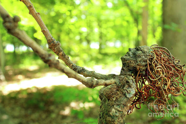Fantasy Art Print featuring the photograph Loving the Forest by Adam Long