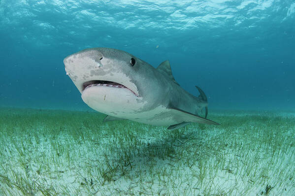 Looking At Camera Art Print featuring the digital art Low Angle Underwater View Of Tiger Shark Swimming Near Seagrass Covered Seabed, Tiger Beach, Bahamas by Rodrigo Friscione