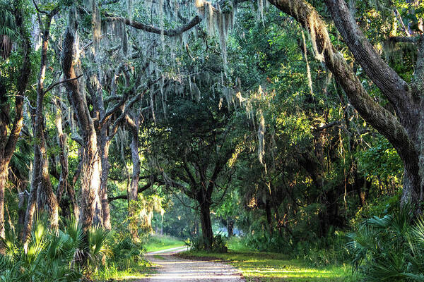 Pinckney Island National Wildlife Refuge Art Print featuring the photograph Lowcountry Forest by Mary Ann Artz