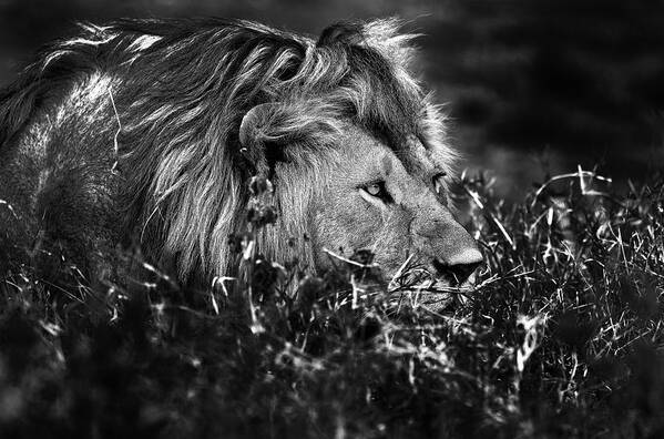 Serengeti Art Print featuring the photograph Lurking by Giuseppe Damico