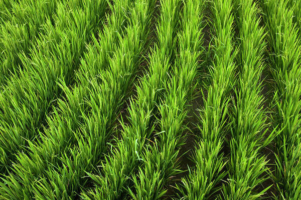 Rice Paddy Art Print featuring the photograph Lush Rice Growing In A Rice Field In by Patrick Orton