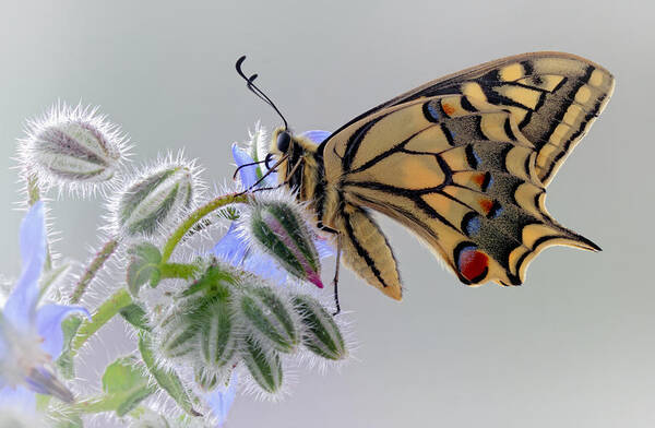 Butterfly Art Print featuring the photograph Macaon by Jimmy Hoffman