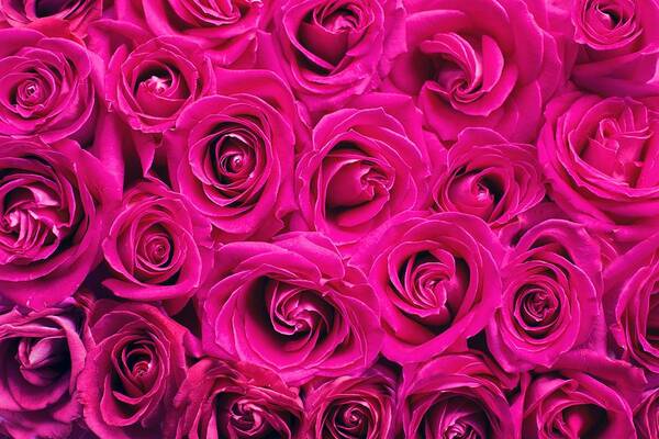 Flower Art Print featuring the photograph Magenta roses by Top Wallpapers