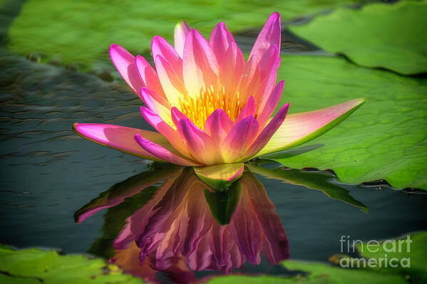 Aquatic Plant Art Print featuring the photograph Magenta Water Lily by Bill Frische