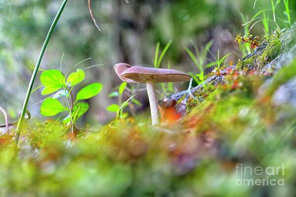 Myakka State Park Art Print featuring the photograph Magical Mushroom by Alison Belsan Horton