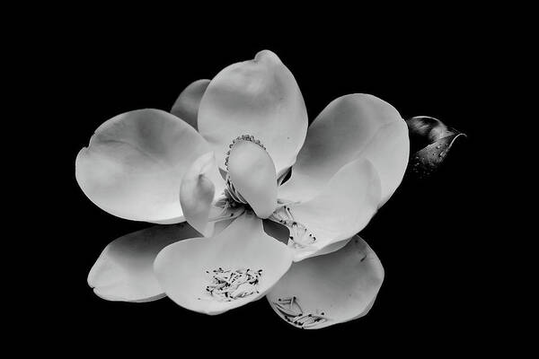 Black Art Print featuring the photograph Magnolia Blossom on Black by Darryl Brooks