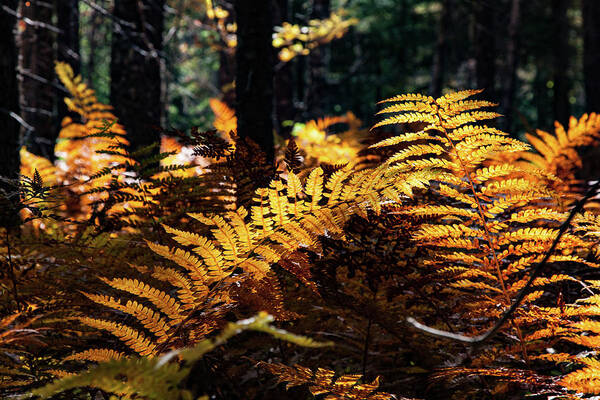Autumn Art Print featuring the photograph Maine Autumn Ferns by Jeff Folger