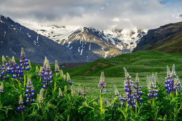 Lazy Art Print featuring the photograph Majestic Mountains by Amanda Jones