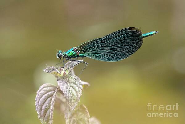 Hexapod Art Print featuring the photograph Male Beautiful Demoiselle Damselfly by Bob Gibbons/science Photo Library