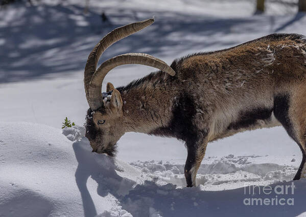 Mammal Art Print featuring the photograph Male Iberian Ibex (capra Pyrenaica) In Winter Snow by Bob Gibbons/science Photo Library