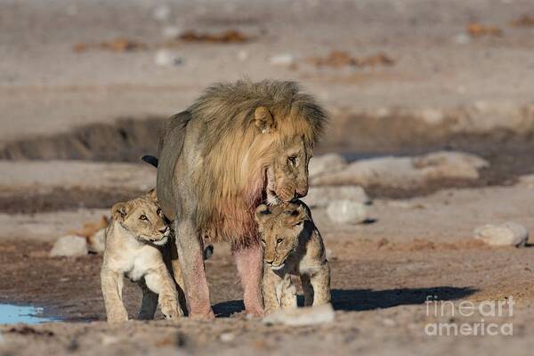 Action Art Print featuring the photograph Male Lion With Cubs by Tony Camacho/science Photo Library