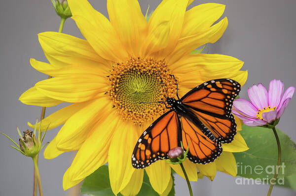 Cheryl Baxter Photography Art Print featuring the photograph Male Monarch on Sunflower by Cheryl Baxter