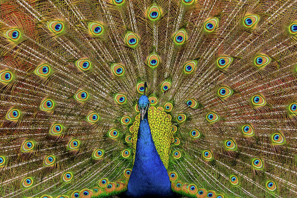 Animal Themes Art Print featuring the photograph Male Peacock Showing Off by Keith R. Allen
