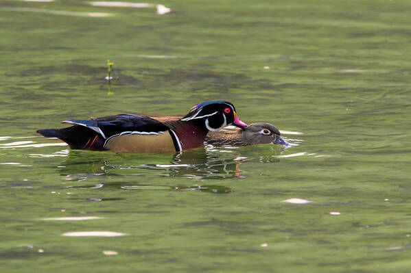 Wood Ducks Art Print featuring the photograph Male wood duck giving the female a peck by Dan Friend
