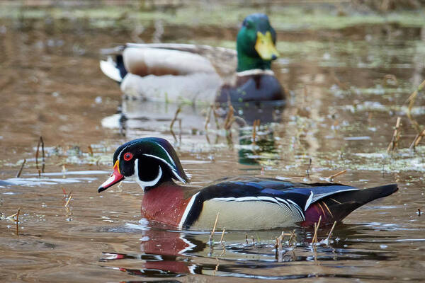 Duck Art Print featuring the photograph Mallard Watching Wood duck by Paul Freidlund