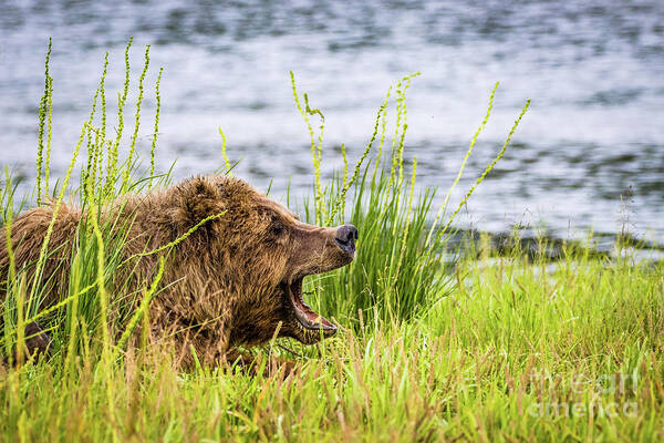 Bear Art Print featuring the photograph Mama bear screaming at her cubs by Lyl Dil Creations