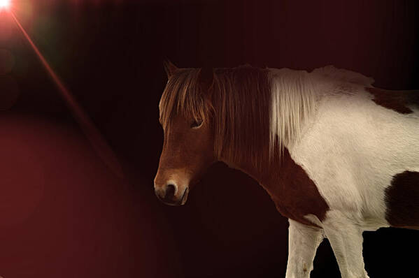 Horse Art Print featuring the photograph Mane Event by Alison Frank