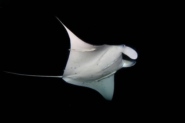 Underwater Art Print featuring the photograph Manta Ray by James R.d. Scott