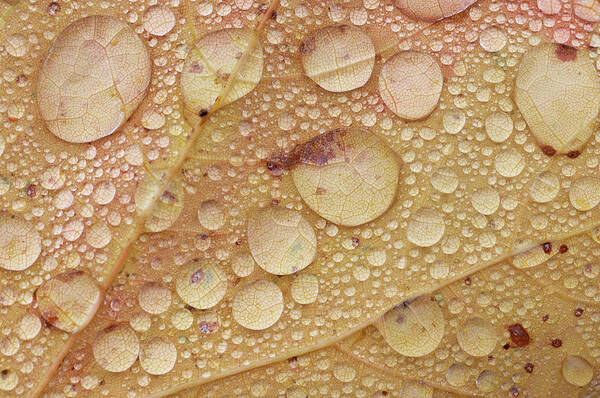 Natural Pattern Art Print featuring the photograph Maple Leaf With Water Drops From Rain by Martin Ruegner