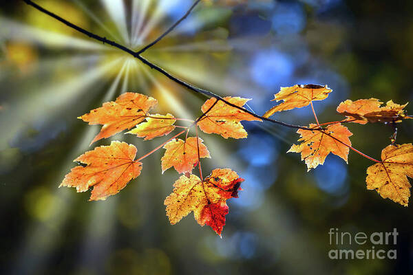 Maple Leaves Art Print featuring the photograph Maple leaves in Autumn on a tree branch illuminated by a sunburs by Patrick Wolf