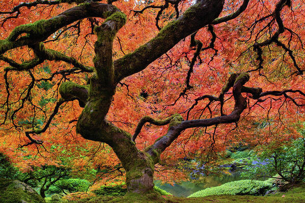 Outdoors Art Print featuring the photograph Maple Tree At Portland Japanese Garden by David Gn Photography