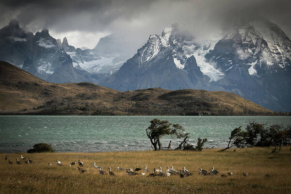 Patagonia Art Print featuring the photograph Cauquen by Ryan Weddle