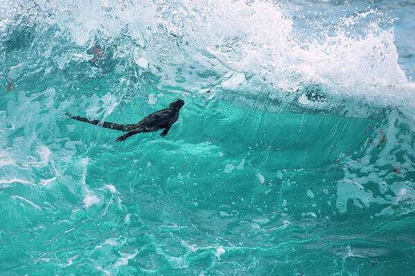 Animals Art Print featuring the photograph Marine Iguana Surfing Wave by Tui De Roy