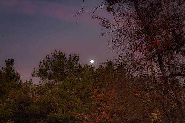 Moon Art Print featuring the photograph Marvelous Moonrise by Alison Frank