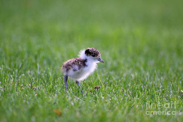 Masked Lapwing Art Print featuring the photograph Masked Lapwing Chick by Dr P. Marazzi/science Photo Library