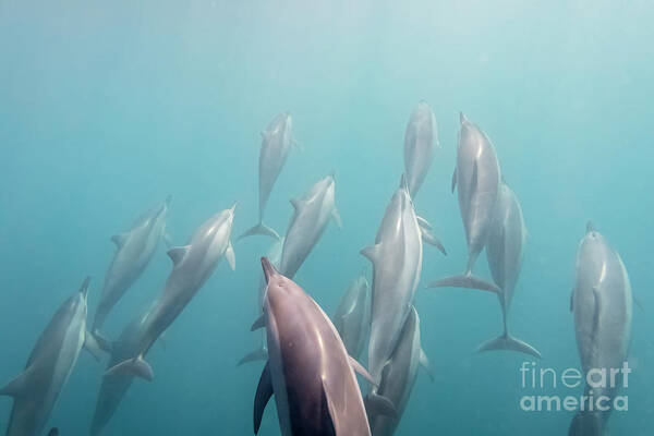 Underwater Art Print featuring the photograph Mauritius, Indian Ocean, Bottlenose by Westend61
