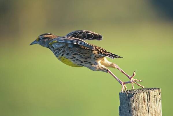 Nature Art Print featuring the photograph Meadowlark No 2 by Steve DaPonte