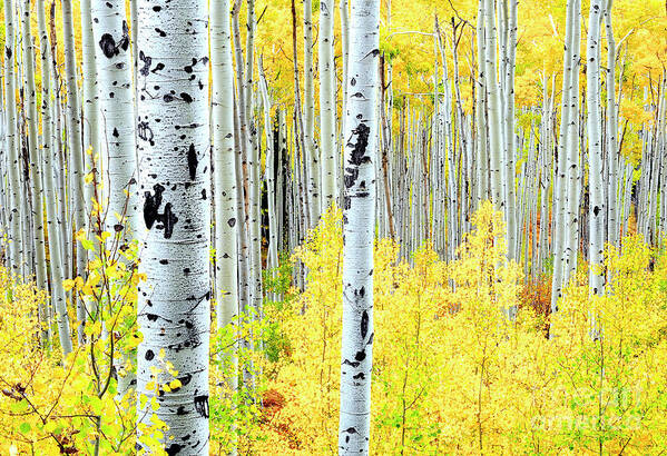 Aspen Trees Art Print featuring the photograph Miles of Gold by The Forests Edge Photography - Diane Sandoval