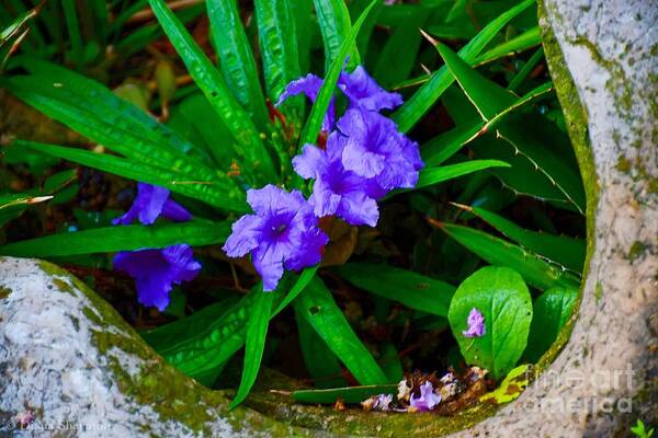 Mini Petunias Art Print featuring the photograph Mini Petunias by Diana Mary Sharpton