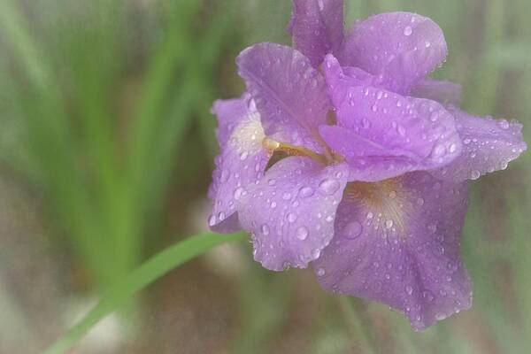 Iris Art Print featuring the photograph Misty Iris by Liz Albro